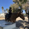 Prado Tack & Apparel
