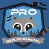 Pro Wildlife Removal