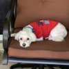 Wams' Wagn' Tails Mobile Grooming