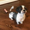Bark & Roll
