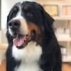 WuF Pet Spa