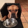 South Point Animal Clinic