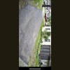 Primate Tree Care