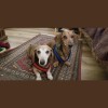 Sunrun Kennels