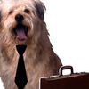 Professional Pet Grooming Of Archdale