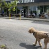 Half Batch Brewing