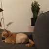 Heavenly Dog