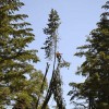 Alpha Tree Care