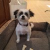 Pets In Paradise