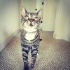 Top Cat Pet Care