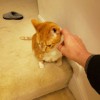 BmoreCats