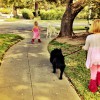 Pasadena Paws