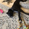 DogServices