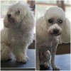 Fairy Dog Mother Pet Care