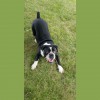 Dana's Dogs