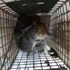 Upstate NY Wildlife Control