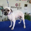 Happy Tails Groom & Board
