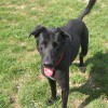 Ivanhoe Country Kennels