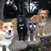 K9 Fitness