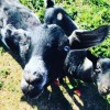 Purple Goat Therapy Farm