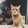 Corvallis Pet Care