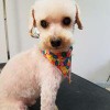 Dogs By Design Holistic Wellness Center