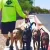 432dogs