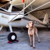 Buffalo Aviation