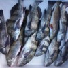 Emerald Coast Charters