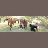 Equal Partners Horsemanship