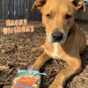 Sandy Paws Pet Care