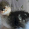 Sweet Binks Rabbit Rescue