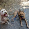 Berkeley Dog Walkers
