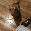 Ken Caryl Pet Spa