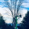 Beckner Tree Service