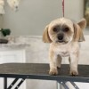 JazzyPaw In Home Grooming