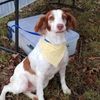 Snowdoun Veterinary Hospital