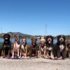 Canine Excellence
