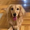 Unleashed Spa & Self Service Dog Wash
