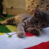 Davidsville Pet Resort