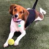 Scottsdale Pet Hotel