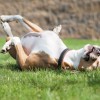 Bark Ave Pet Supplies