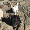 Woof Pack