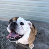 Barkz