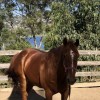 Bibby Ranch