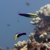 Maui Diving