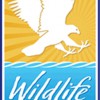 Wildlife In Focus