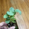 Earthbox