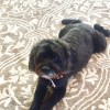Bark Avenue Pet Salon