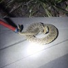 Pacific Coast Animal Control